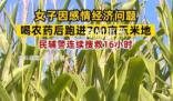 女子因感情問題喝農(nóng)藥后跑進玉米地 民警搜救16小時