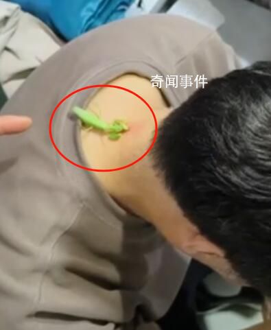 螳螂“大夫”為男子醫治脖后瘊子
