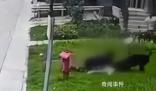 成都2歲女童遭烈犬撕咬入院治療 目前孩子及大人正在醫院就醫