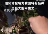 4名小學生發現41年前曾滅絕的甲蟲 為他們點贊