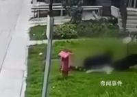 成都2歲女童遭烈犬撕咬入院治療 目前孩子及大人正在醫(yī)院就醫(yī)