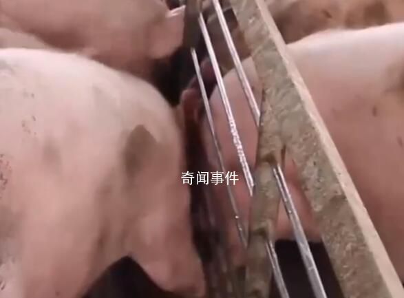 “西南豬王”新希望大撤退 迎來了持續虧損