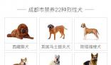 咬傷女童烈犬不在當地禁養犬名單中