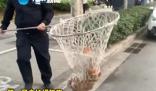 河南鄭州嚴查未拴繩犬只 出了家門就屬于公共區域