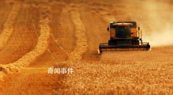 一組數(shù)據(jù)帶你看大國(guó)糧倉(cāng) 金秋時(shí)節(jié)稻谷飄香
