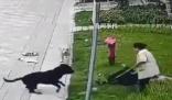 中國最大羅威納犬舍遭網(wǎng)友攻擊 稱賣了十多年沒一只咬人