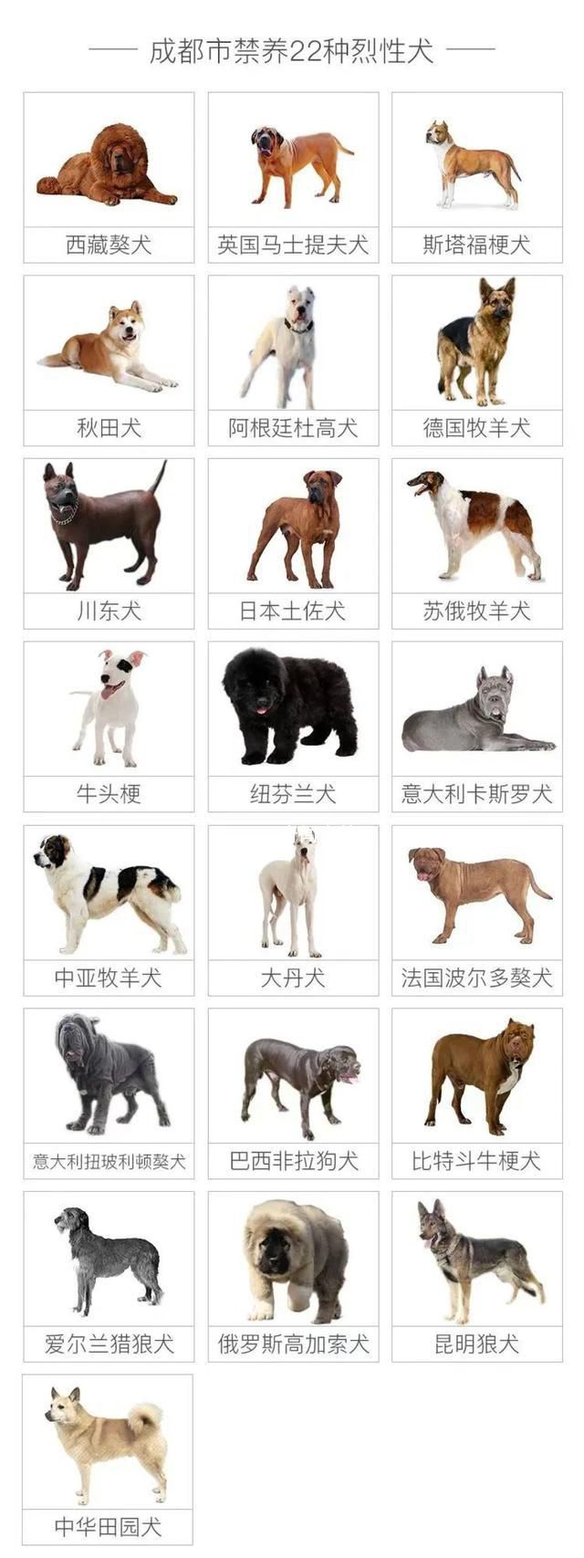 成都回應(yīng)是否禁養(yǎng)羅威納犬 羅威納犬是否會(huì)被列入成都市禁養(yǎng)犬名單