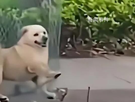 媒體:治狗患的重點在于管住人
