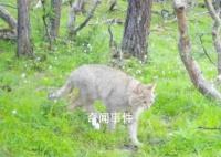 四川達古冰川首次發現荒漠貓 系中國特有物種