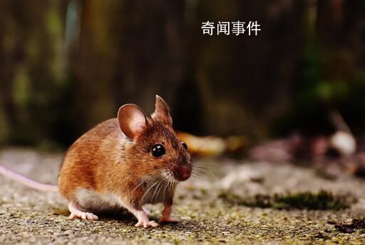 紐約老鼠泛濫成災 有APP推出老鼠探測功能