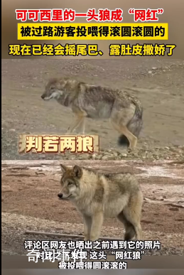 可可西里一頭狼被投喂變胖成網(wǎng)紅