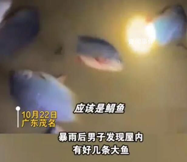 暴雨后男子發(fā)現(xiàn)屋內(nèi)有好幾條大魚