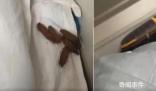 男子在臥鋪發(fā)現(xiàn)“排泄物”樣異物 12306回應：床單會換