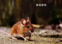 紐約老鼠泛濫成災 有APP推出老鼠探測功能