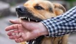 狂犬病潛伏期長達(dá)十幾年?別信