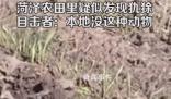 山東菏澤農(nóng)田里疑似發(fā)現(xiàn)美洲犰狳