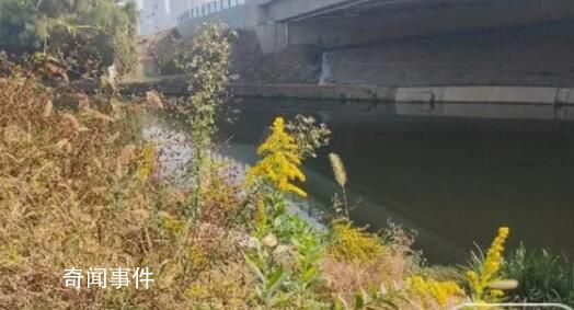 多地已發現“加拿大一枝黃花”