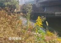 多地已發(fā)現(xiàn)“加拿大一枝黃花”