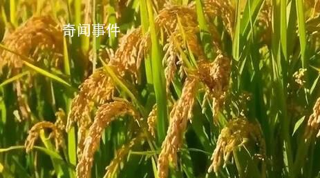 從一碗米飯看糧食品質(zhì)升級 270億元用于實(shí)施十四五優(yōu)質(zhì)糧食工程