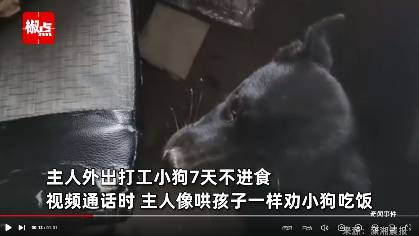 主人外出打工 狗子連續絕食7天