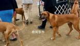 男子炫耀市中心養烈性犬被行拘