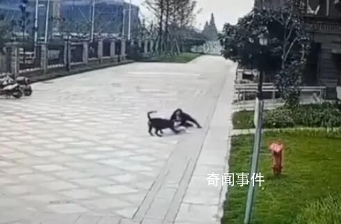 成都被狗咬女童右腎已保住 恢復情況較好