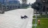 成都被狗咬女童右腎已保住 恢復情況較好