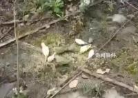 成都上千只寵物鸚鵡被人野外放生 引發關注
