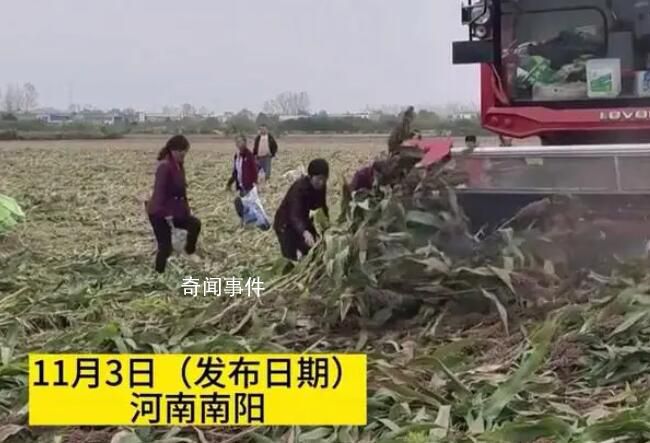 河南村民“搶收”高粱 與農戶對罵