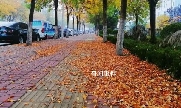 淄博36條道路實行“落葉緩掃”