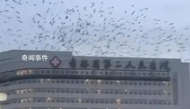 吉林一醫(yī)院上空有大量飛鳥(niǎo)盤(pán)旋 這個(gè)現(xiàn)象確實(shí)非常罕見(jiàn)