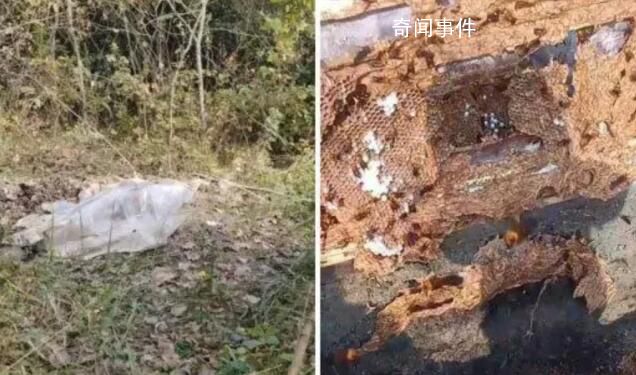兩男子偷價(jià)值4600余元胡蜂蜂巢被拘