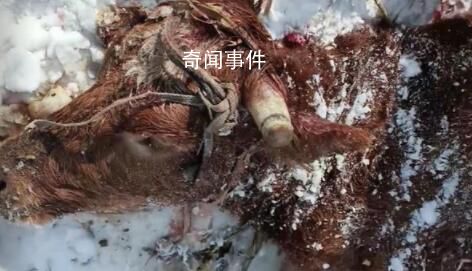 黑龍江疑有老虎進村咬死兩頭牛 當地發(fā)布緊急通知警惕大型猛獸出沒
