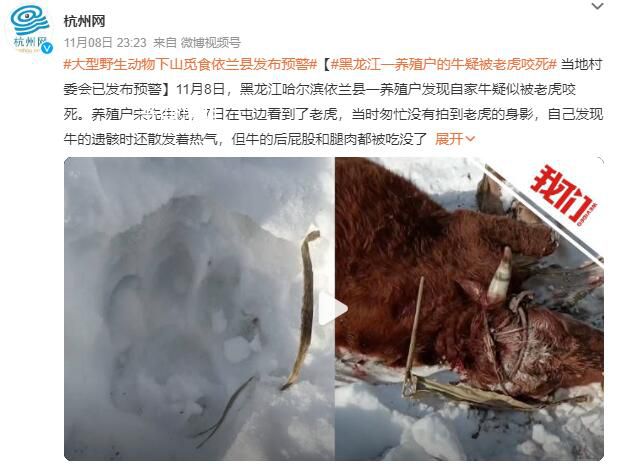 黑龍江居民家養牛被野生老虎捕食