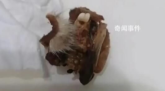 小學(xué)食堂吃出鼠頭?教育局:系兔頭