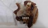 重慶一小學(xué)食堂出現(xiàn)鼠頭系謠言 結(jié)果將及時(shí)向社會(huì)公布
