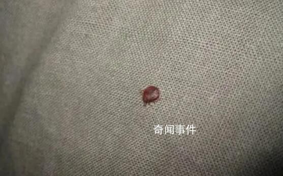 多國爆發(fā)床虱危機 已蔓延至亞洲