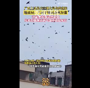 廣西一地天空現(xiàn)大量鳥群盤旋 網(wǎng)友擔心這是地震前兆