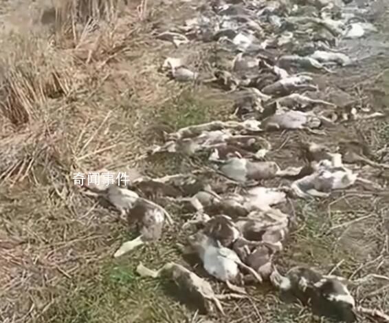 警方調(diào)查農(nóng)戶4千只鴨子集體死亡 農(nóng)戶能否獲得賠償