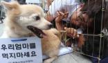 韓國從2027年開始禁食狗肉 給予狗肉從業(yè)者三年寬限期