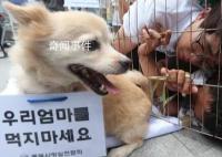 韓國從2027年開始禁食狗肉 給予狗肉從業(yè)者三年寬限期