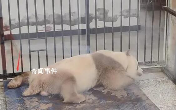 七仔連睡覺jiojio都在打拍子 實在是讓人驚嘆