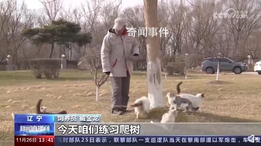 遼寧盤錦40多只貓咪組隊守糧倉 呵護貓咪本性生態(tài)滅鼠