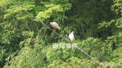 中國(guó)贈(zèng)日本朱鹮死亡 曾受雷聲驚嚇