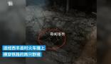 K7541列車與兩頭野豬相撞致晚點 引發(fā)輿論關(guān)注