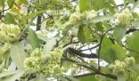 廣州街頭大批臭樹集中開花 年年都是如此實(shí)在有些受不了
