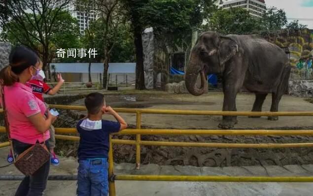 全球最孤獨大象去世 網友紛紛表達對馬莉去世的悲傷與悼念