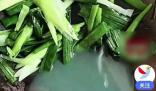 男子買韭菜炒出像洗衣液綠色湯汁 引發了市民的廣泛關注和對食品安全問題的擔憂