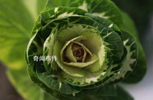 淄博采購滯銷白菜免費(fèi)發(fā)放給市民 志愿者助力菜農(nóng)傳遞愛心溫暖