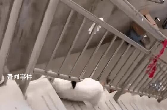 貓咪犟種附體欲跳對面房頂連摔3次